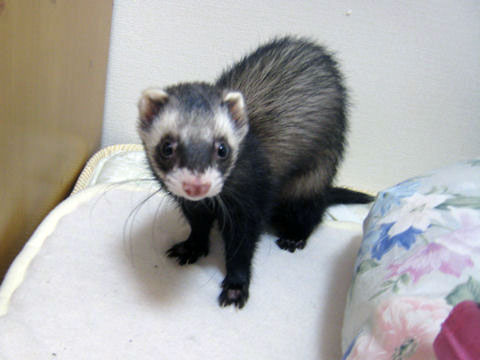 ファイル 275-1.jpg